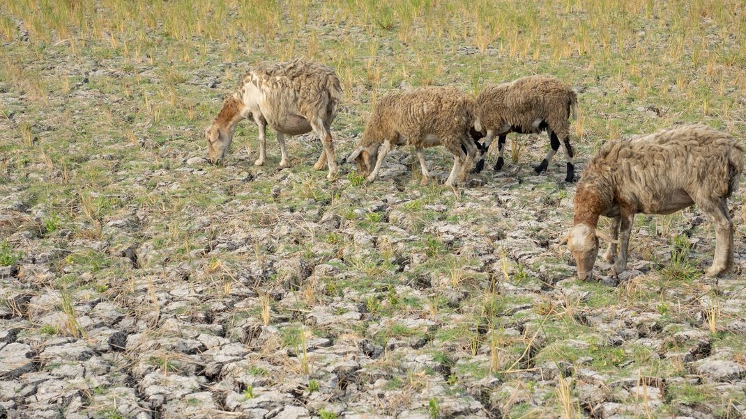 Extreme Trockenheit: Schafe versuchen, auf einem völlig ausgedörrten Reisfeld noch etwas Futter zu finden. Im Herbst 2023 verursachte El Niño hier im indonesischen Regierungsbezirk Tangerang, im Westen der Insel Java, eine außergewöhnliche Dürre.