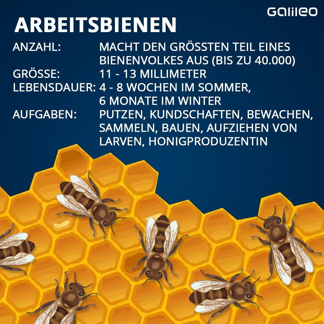 Arbeitsbienen sind wichtig für den Bienenstock.