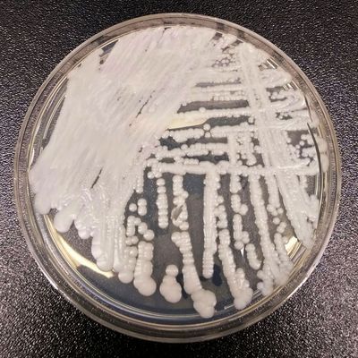 Superbug Fungus