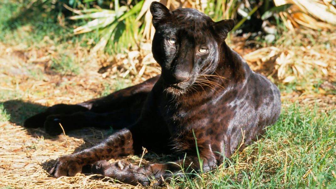 Bei diesem Panther schimmern im Sonnenlicht die Flecken durch das schwarze Fell. Das Exemplar ist ein schwarzer Leopard