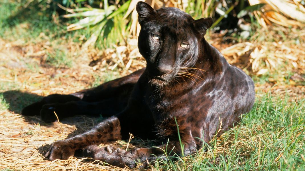 Bei diesem Panther schimmern im Sonnenlicht die Flecken durch das schwarze Fell. Das Exemplar ist ein schwarzer Leopard