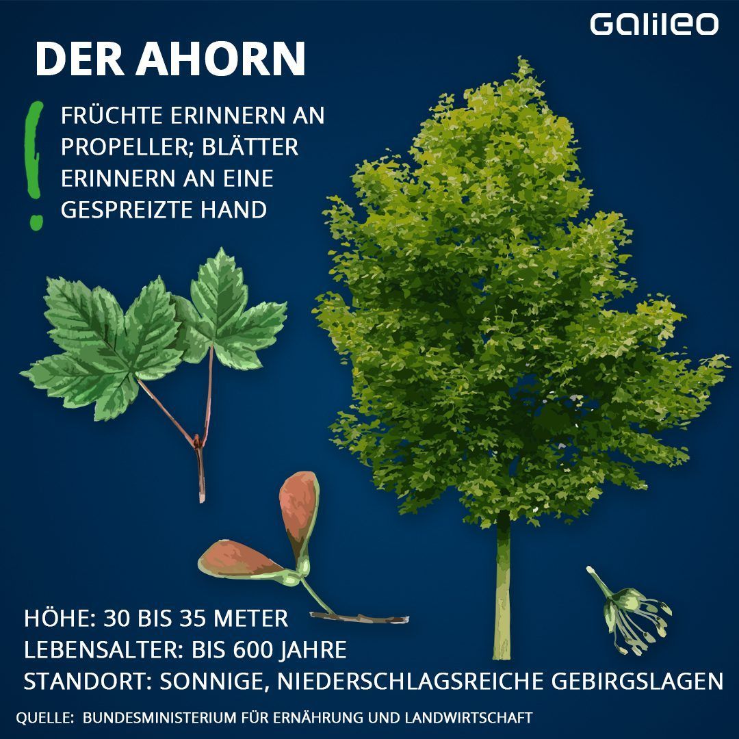 Der Ahorn ist ein heimischer Baum, der bis zu 600 Jahre alt werden kann.