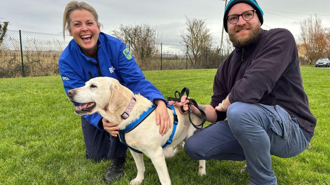 Rita und Philip Potter aus Norfolk sagten, sie hätten "nie die Hoffnung aufgegeben, dass sie eines Tages gefunden wird", nachdem ihr geliebtes Haustier, der Labrador Daisy, im November 2017 aus ihrem Garten gestohlen worden war.