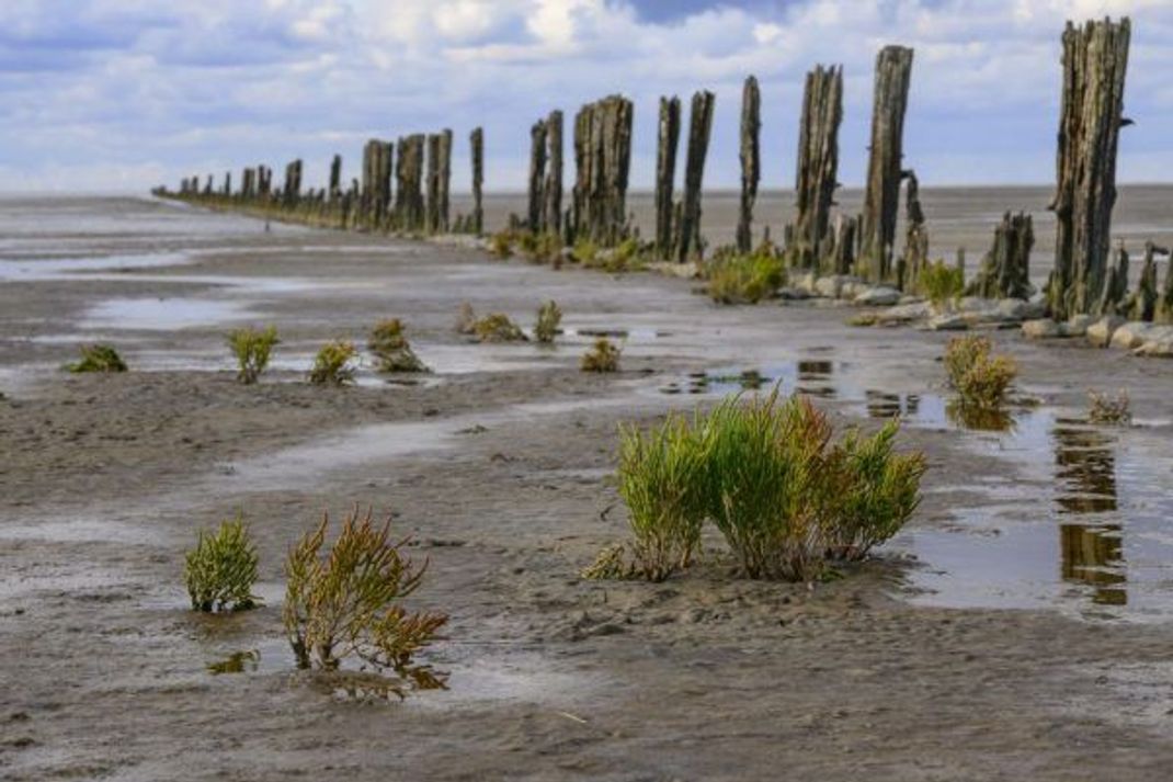 Grüner Fleck: Queller wächst im Wattenmeer.