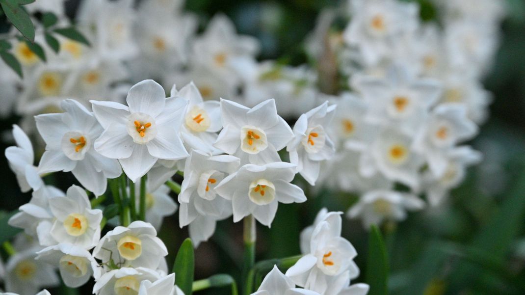 Was zeichnet die Weiße Narzisse als Geburtsblume aus? Hier verraten wir es dir!