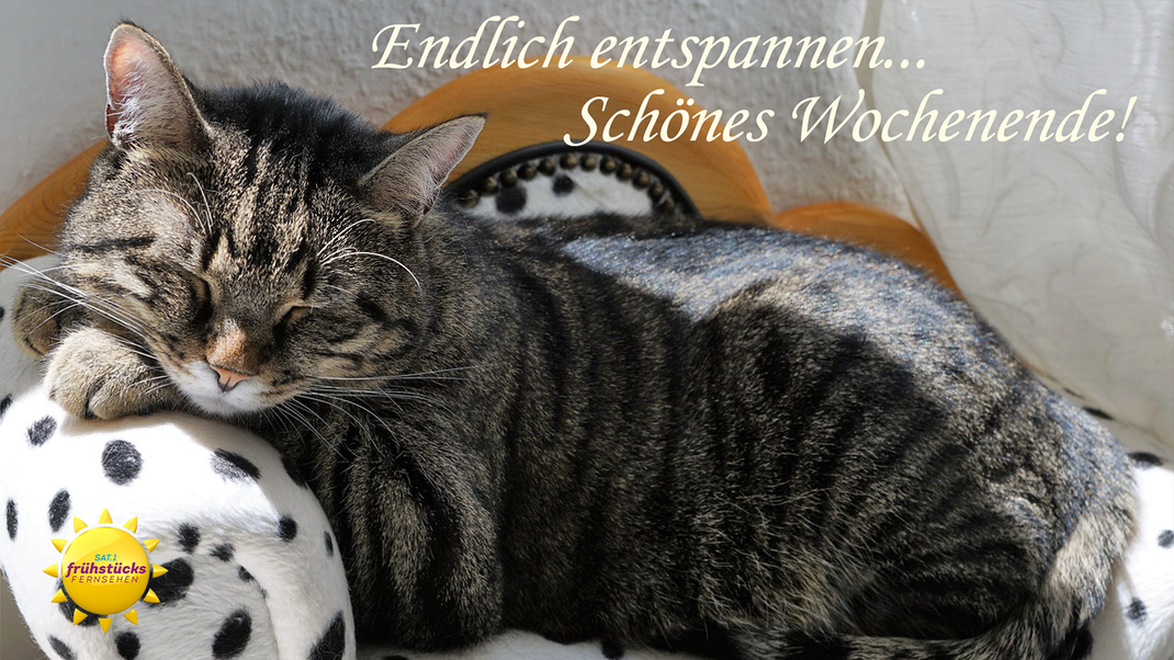 Ach wie süß: Eine Katze mit lieben Wochenendgrüßen lässt jedes Tierherz schmelzen.