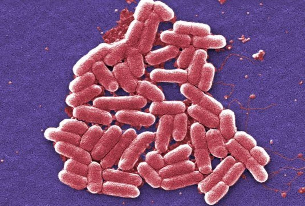 Escherichia coli im Mikroskop.