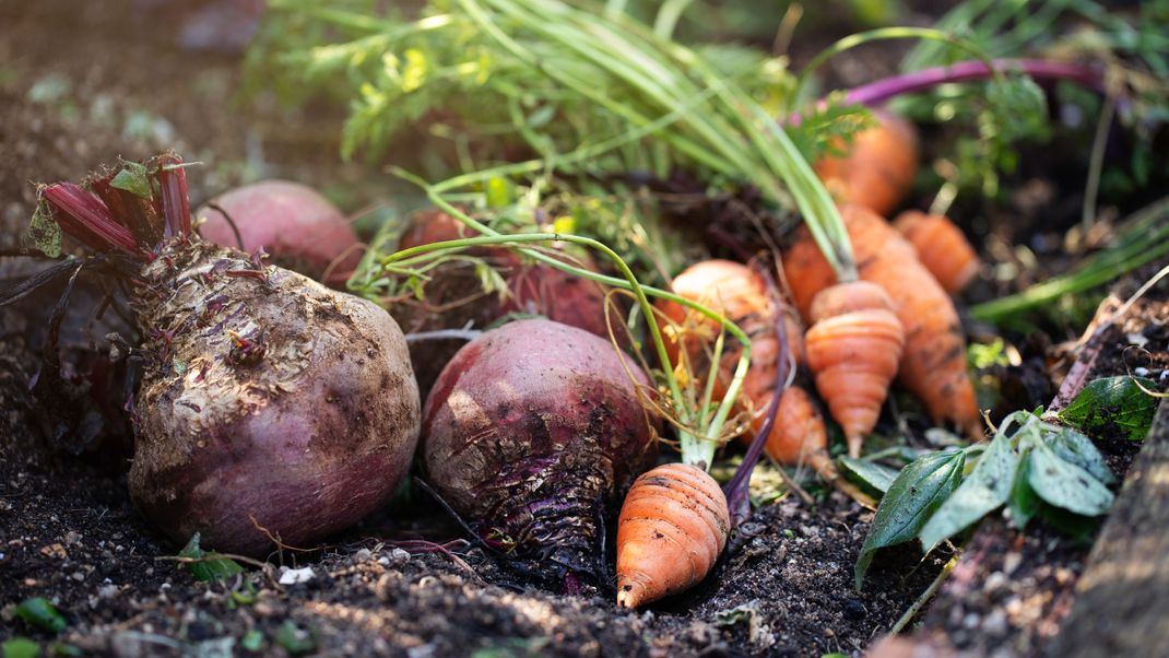 Ein Beet voller Köstlichkeiten im März: Diese Pflanzen sind im Frühjahr reif für die Ernte.