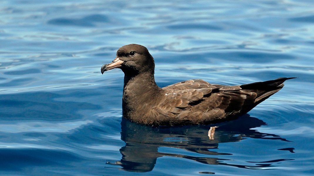 Bei bestimmten Seevögeln hat ein&nbsp;Forscherteam eine neue, speziell durch Plastikteile verursachte Krankheit entdeckt. Die "Plastikose" (englisches Original: "plasticosis"). Untersucht wurden Blassfuß-Sturmtaucher von der australischen Lord-Howe-Insel.