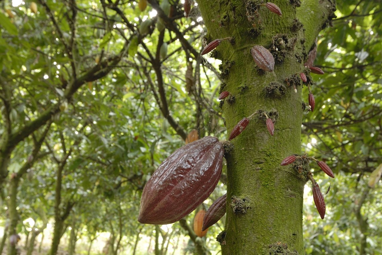 Direkt am Stamm und an den Ästen wachsen die Früchte. Kakaobäume sind übrigens ungefähr so groß wie Apfelbäume. Die Früchte müssen per Hand geerntet werden. 
