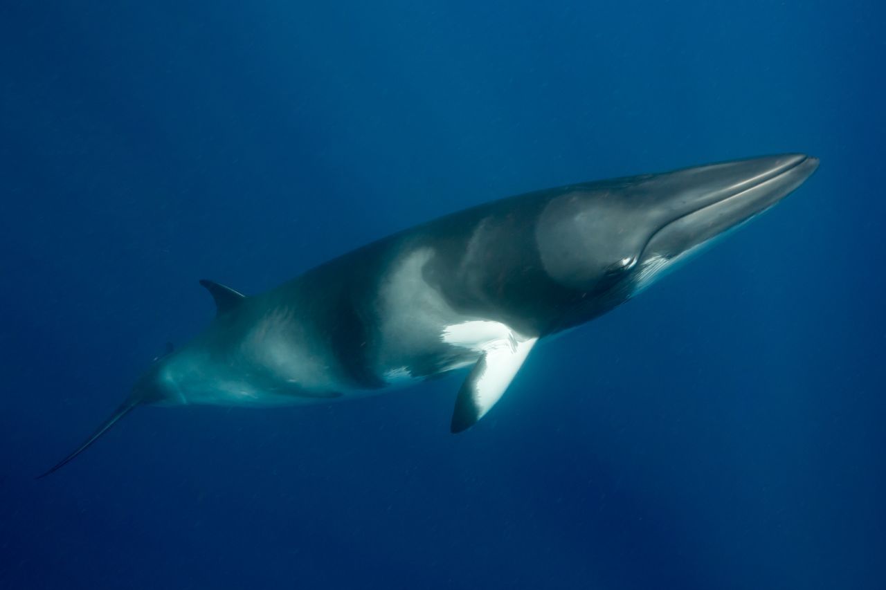 Der Minkwal, auch Zwergwal genannt, kommt ebenso wie die nachfolgenden Delfin-Arten in der nördlichen und zentralen Nordsee vor. Minkwale werden bis zu zehn Meter lang und rund zehn Tonnen schwer. 