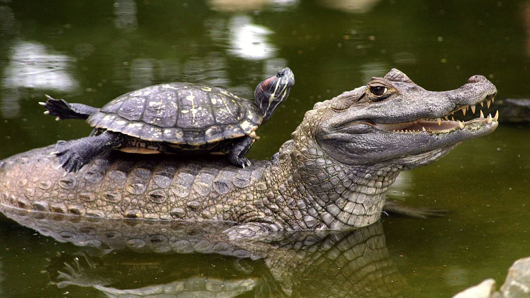 Krokodile und Schildkröten bevölkerten bereits die urzeitlichen Super-Kontinente und haben sich seitdem kaum verändert.&nbsp;