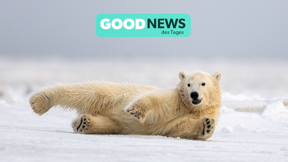 Good News des Tages