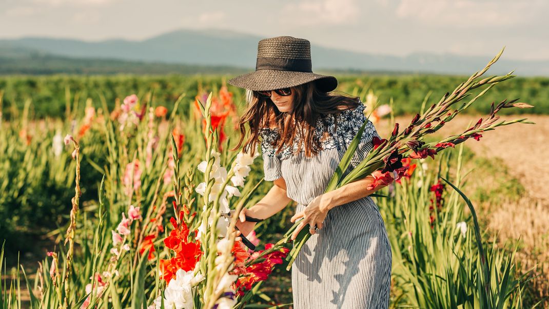 Alle Infos zur Geburtsblume Gladiole gibt es hier.