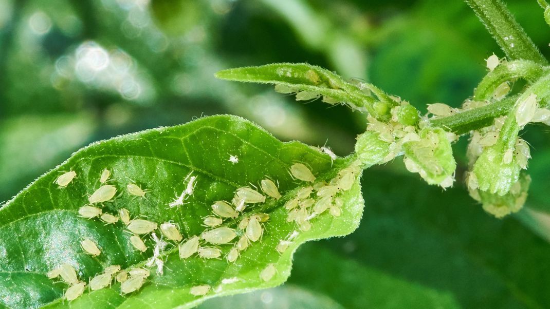 Was hilft gegen Blattläuse? Wie du die Schädlinge ohne chemische Mittel loswirst!