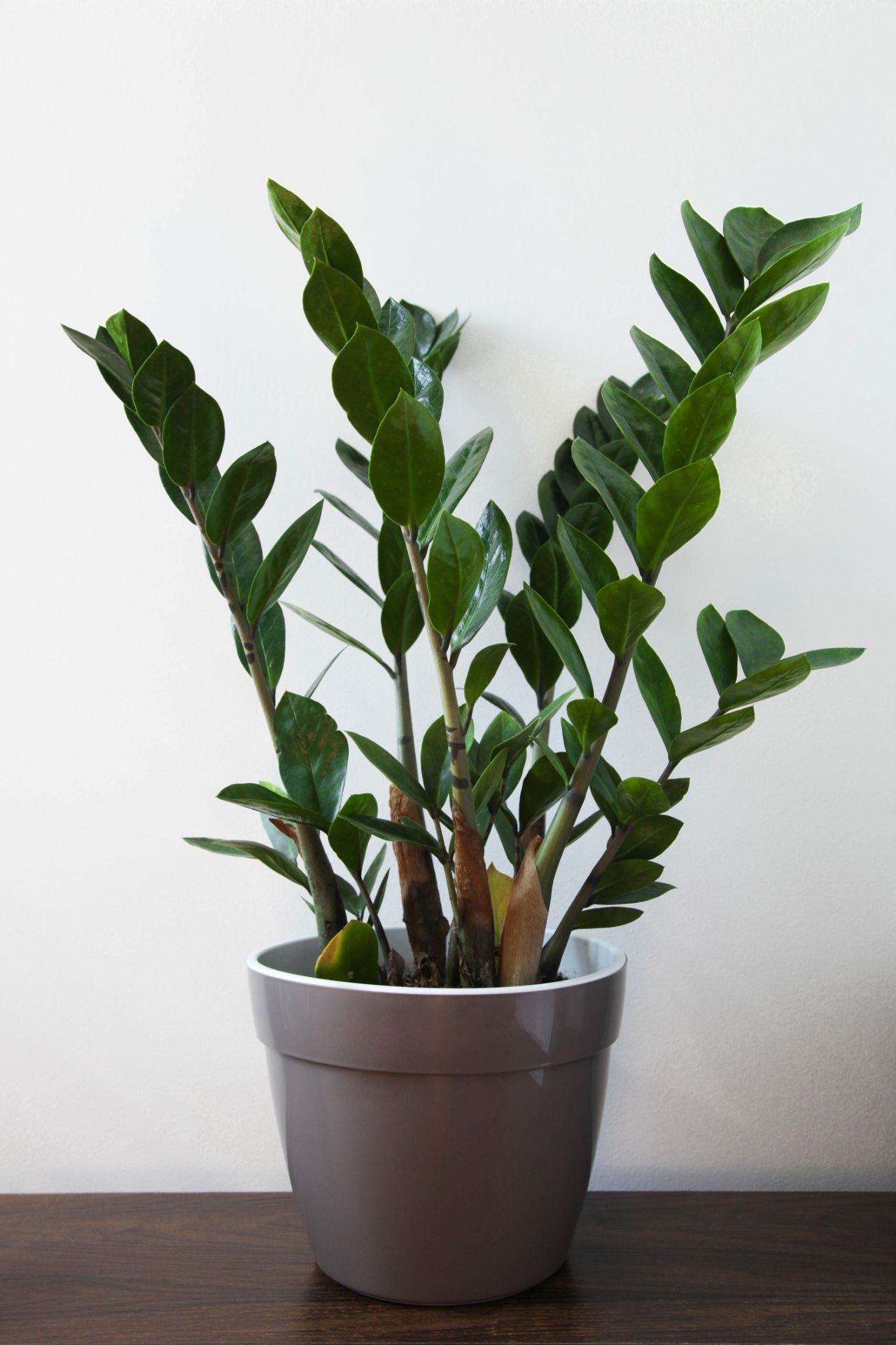 Die Zamioculcas ist trendig und gehört zu den pflegeleichtesten Zimmerpflanzen. Sie kann auch in dunklen Räumen und Ecken gut stehen.