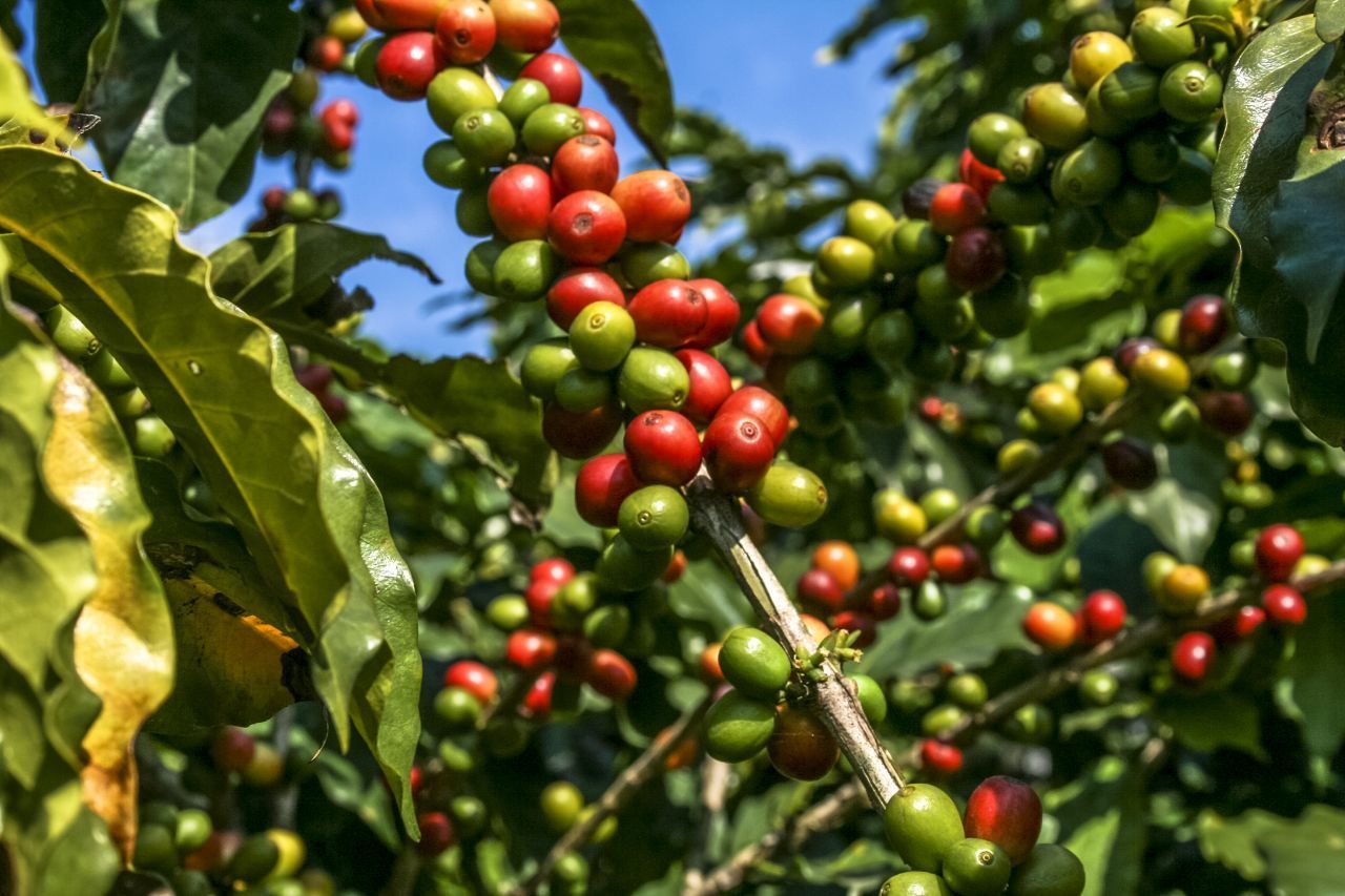 Die Kaffeekirschen wachsen an Sträuchern. Die bekanntesten Sorten sind "Arabica" und "Robusta". Leuchten sie knallrot, ist es Zeit für die Ernte.