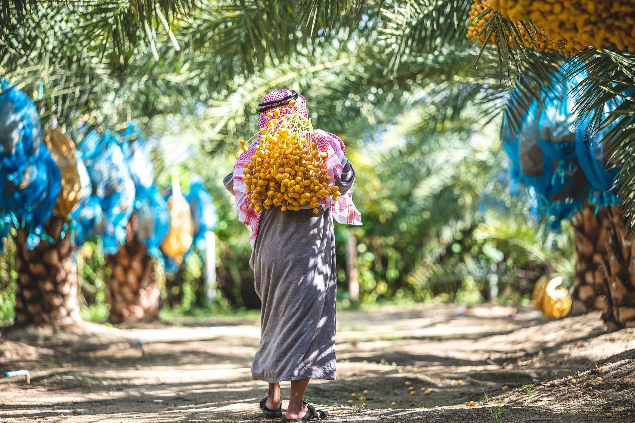 Unsere Datteln aus deutschen Supermärkten stammen meistens aus Tunesien. Geerntet wird traditionell per Hand. Hierfür klettern die Dattelbauern auf die Palme. Auch die Auslese der besten Datteln ist Handarbeit. Nach dem Pflücken konserviert sich die Dattel dank des hohen Zuckeranteils selbst.