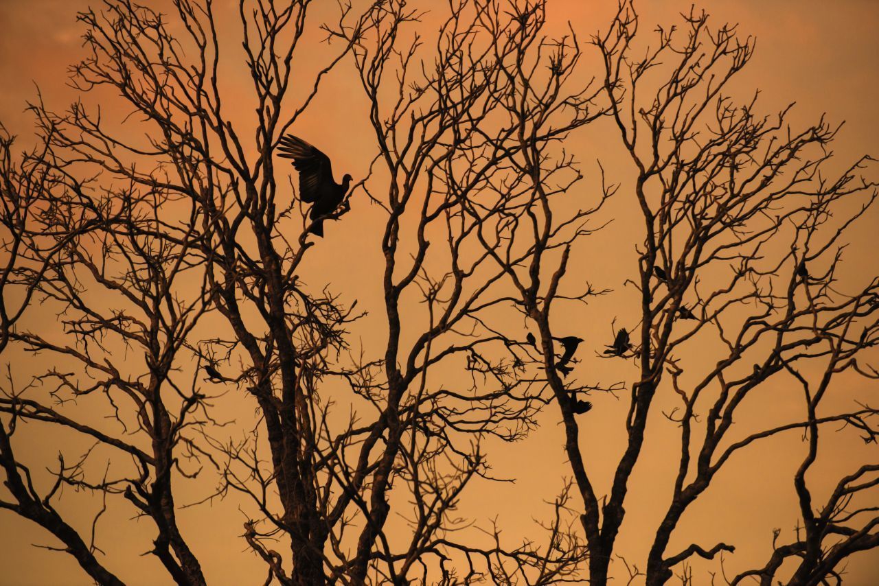 Ein großer Teil ihres natürlichen Lebensraums, die Trockenwälder Brasiliens, wurde für den Anbau von Mais abgeholzt. Die Trockenwälder befinden sich wie Regenwälder in tropischen Gefilden, allerdings regnet es hier weniger und unregelmäßiger.