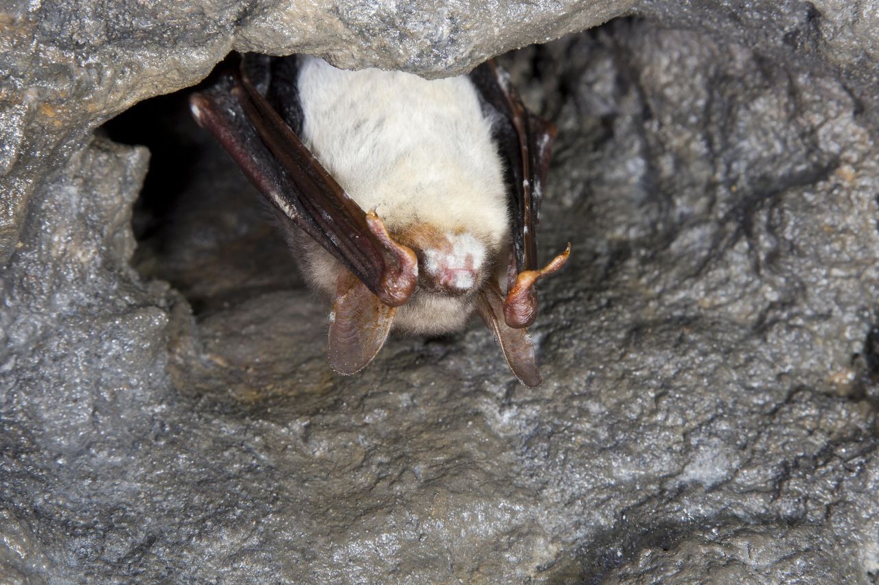 Fledermaus: Einige Arten, wie hier das Große Mausohr, legen im Herbst bis zu 30 Prozent Gewicht zu, um die fünf Monate Schlaf zu überstehen. Sie kuscheln sich zu mehreren in Höhlen zusammen, in denen immer noch ein bis zwei Grad herrschen müssen. Manche Arten ziehen sich in noch geschütztere Felsritzen zurück.