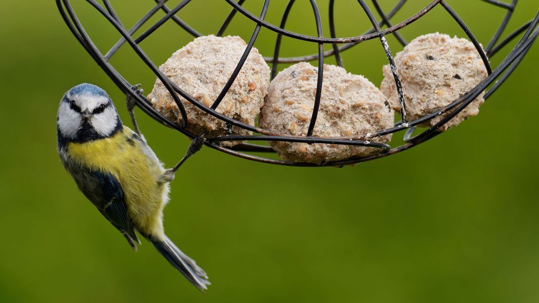 Gerade im Winter sind viele Vogelarten auf Nahrung angewiesen. So können Sie einen Meisenknödel ganz einfach selber machen und heimische Vogelarten bei der Nachrungssuche unterstützen.