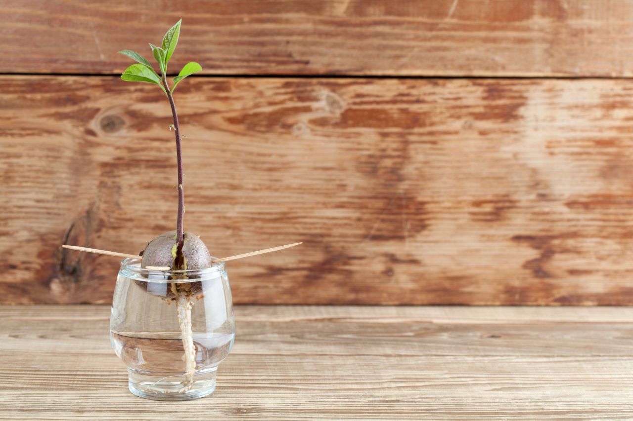 Für ein Avocado-Bäumchen machst du einfach drei kleine Löcher in den Kern und legst ihn zum Keimen in ein Glas Wasser. Stelle das Glas auf die Fensterbank. Nach sechs bis acht Wochen sieht der Kern so aus: