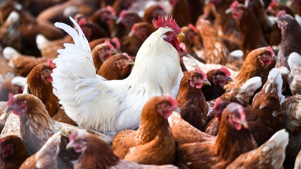 Hahn inmitten von Hühnern: Geflügelhaltungen stehen bei der Ausbreitung der Vogelgrippe im Fokus.