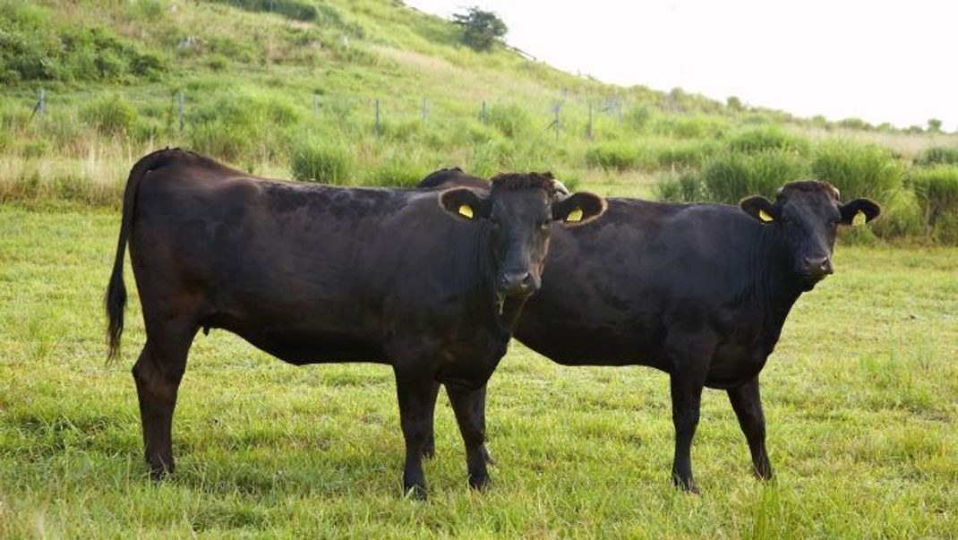 Die "Originale": Wagyū-Rinder sind meist schwarz, mittelgroß (Bullen: 800 bis 1.000 Kilo, Kühe: 450 bis 600 Kilo) und haben eine ausgeprägte Schulter sowie eine gewinkelte Hinterhand.