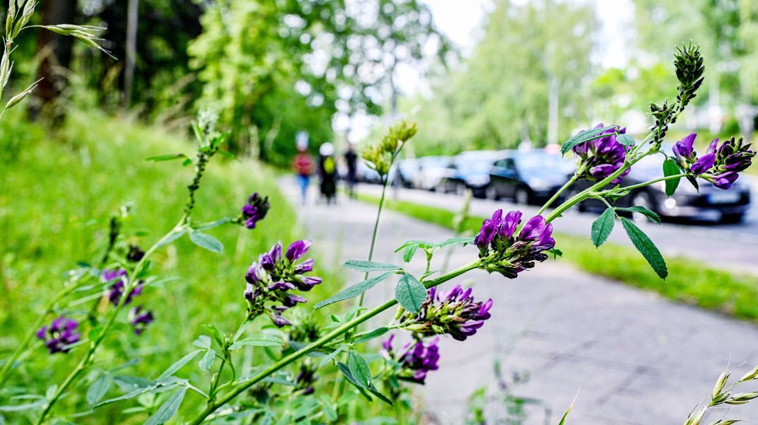 Eine neue invasive Art erobert Berlin: Die Bastard-Luzerne oder auch Hybrid-Luzerne. Der Botanische Garten Berlin warnt eindringlich vor der Pflanze, da sie heimische Arten verdrängt.