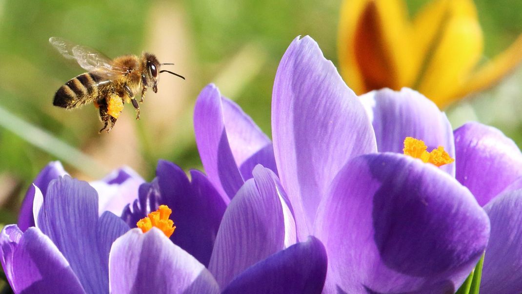 Bunte Blütenpracht für uns und die Bienen: Diese insektenfreundlichen Blumen eignen sich ideal für dein Zuhause.