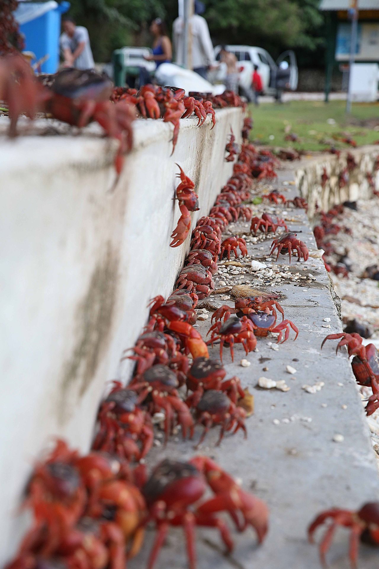 Um die Massenwanderung der Krabben mitzuerleben, reisen viele Touristen an.