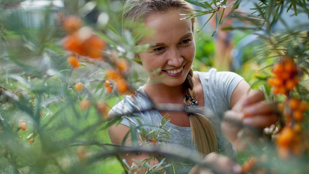 Crema per il viso, crema per le mani e anche shampoo: l'olivello spinoso viene utilizzato in molti modi nel mondo della cosmetologia.