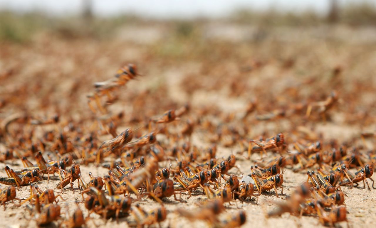 Ein 60 x 40 Kilometer großer Heuschreckenschwarm verputzt täglich so viel Nahrung wie 35.000 Menschen. In Afrika sind die Insekten eine Plage.