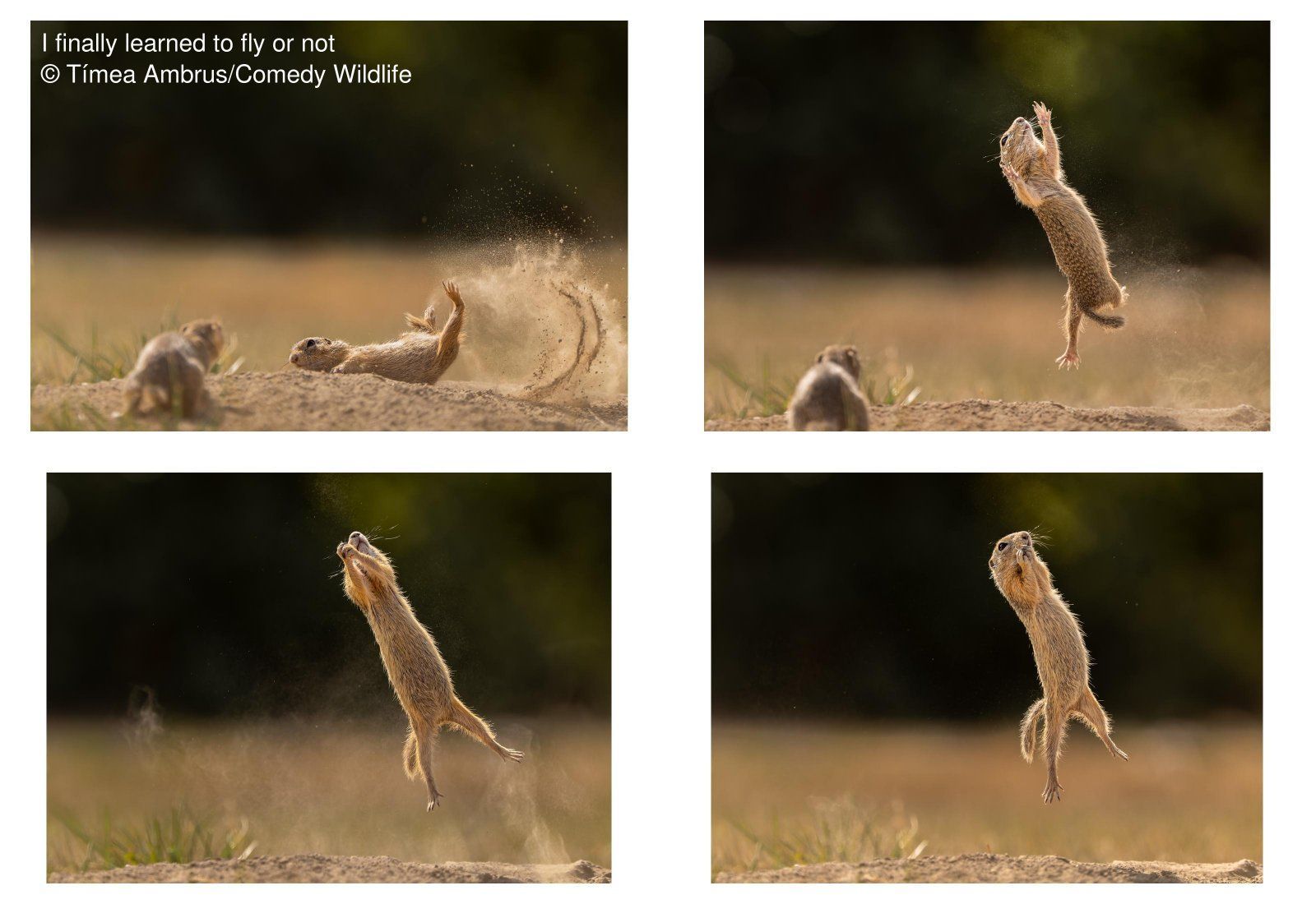 "I finally learned to fly or - or maybe not": Für dieses Drama in vier Akten bekommt Timea Ambrus die Auszeichnung in der Kategorie "Amazing Internet Portfolio Award". Dass Echte Hörnchen keine Flughörnchen sind, wird hier in jedem Fall deutlich. 