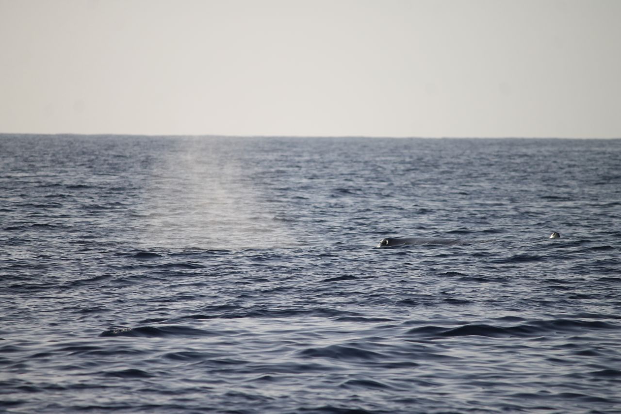 Pottwale können bis zu 2.500 Meter abtauchen. Übertroffen wird dieser Rekord nur von Cuvier-Schnabelwalen, die Tiefen von 3.000 Meter besuchen. In der Tiefsee fressen die Pottwale Kalmare. Den Riesenkalmar gibt es im Mittelmeer zwar nicht, aber auch hier machen die Wale mit bis zu 1,5 Meter großen Kalmaren fette Beute. Etwa ein Mal die Stunde holen die Riesen Luft an der Oberfläche - der Moment, auf den die Wissenschaft warte