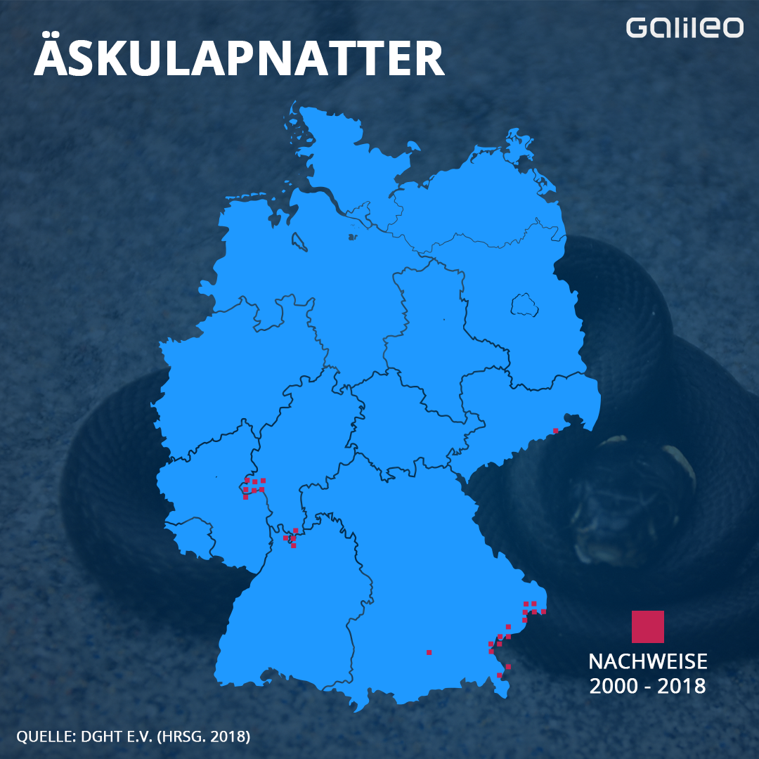 Hier ist die Aeskulapnatter verbreitet. 