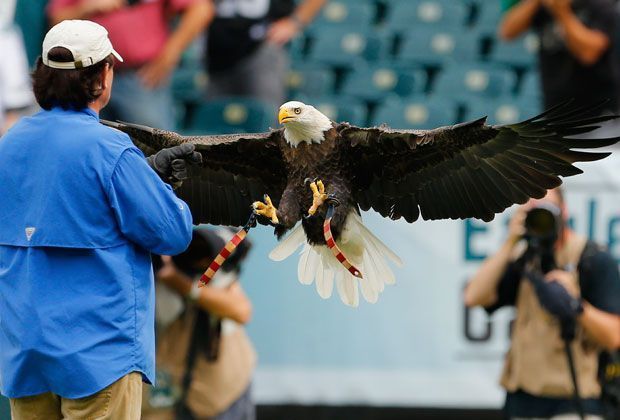 
                <strong>Philadelphia Eagles - Washington Redskins 37:34</strong><br>
                Im Hassduell mit den Washington Redskins fahren die Philadelphia Eagles ihre Krallen aus. Zunächst kommen die Redskins besser in die Partie,...
              