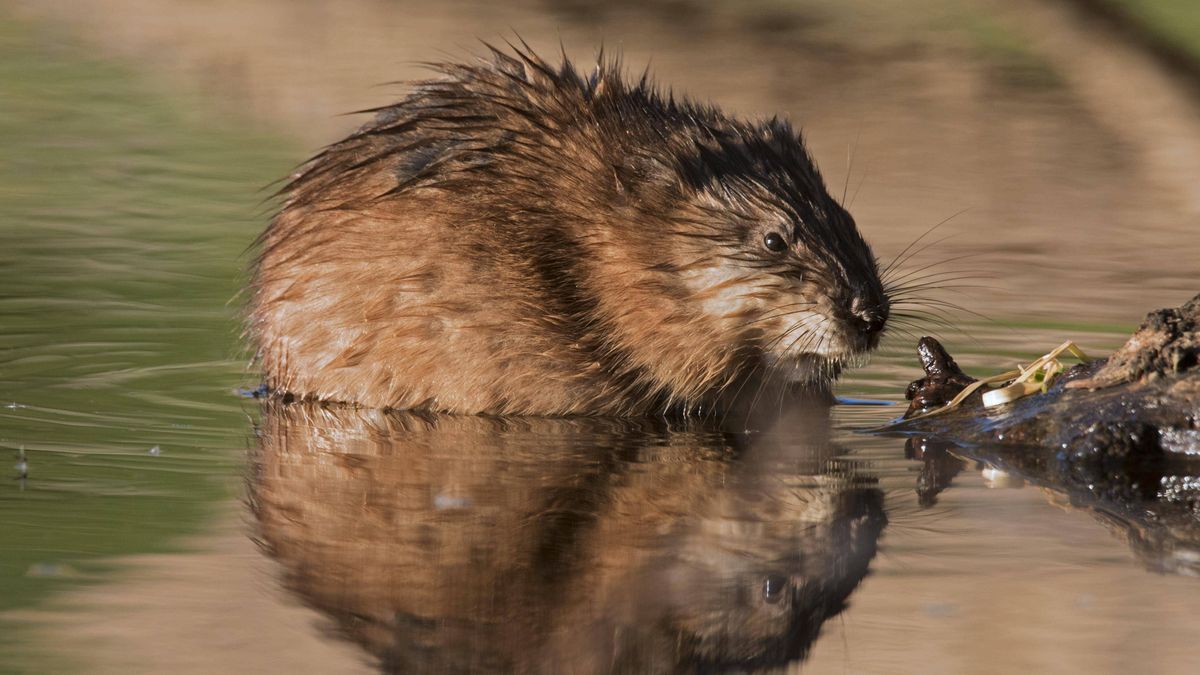 Bisamratte im Wasser