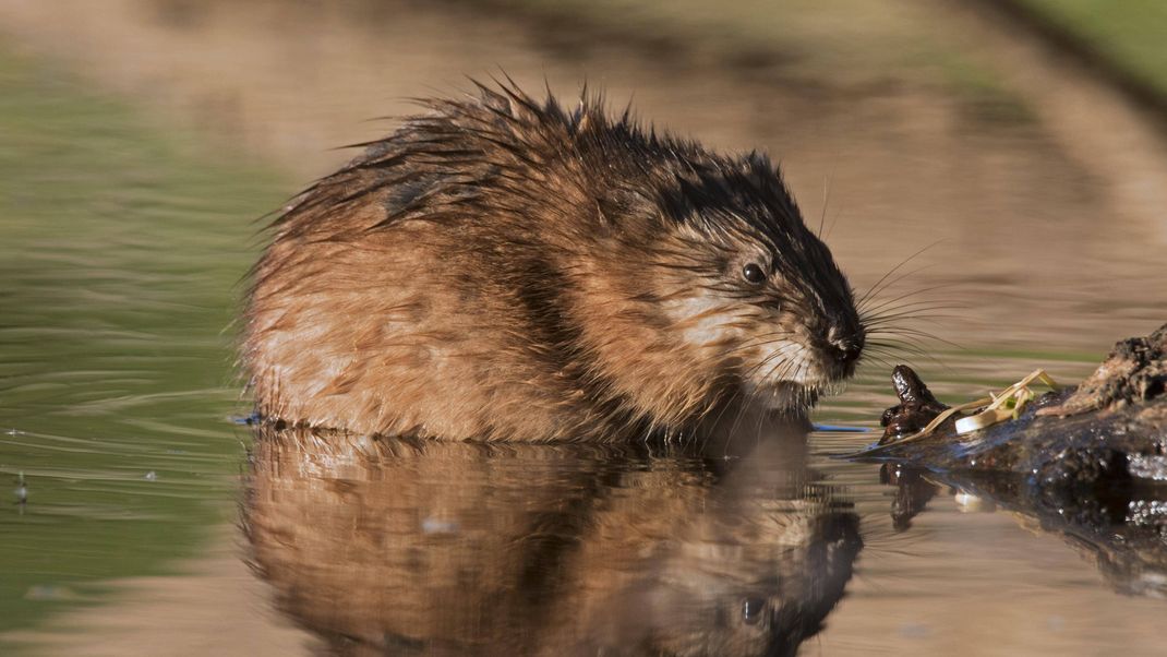 Eine Bisamratte im Wasser.