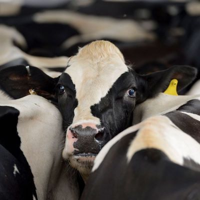 Vogelgrippe bei Milchkühen in den USA