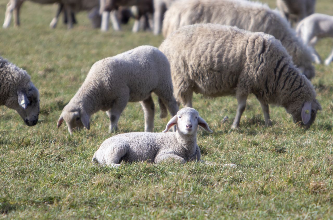 Schafe klären Siedlungsfragen: Die Hochkultur der Etrusker bildete sich wahrscheinlich in den 8 Jahrhunderten vor Christus. Die Menschen ließen wochenlang Schafe dort weiden, wo sie Häuser bauen wollten. Dann schlachteten sie Tiere und untersuchten die Leber. Nur wenn diese bei mehreren Tieren gesund war, bebauten sie den Ort.