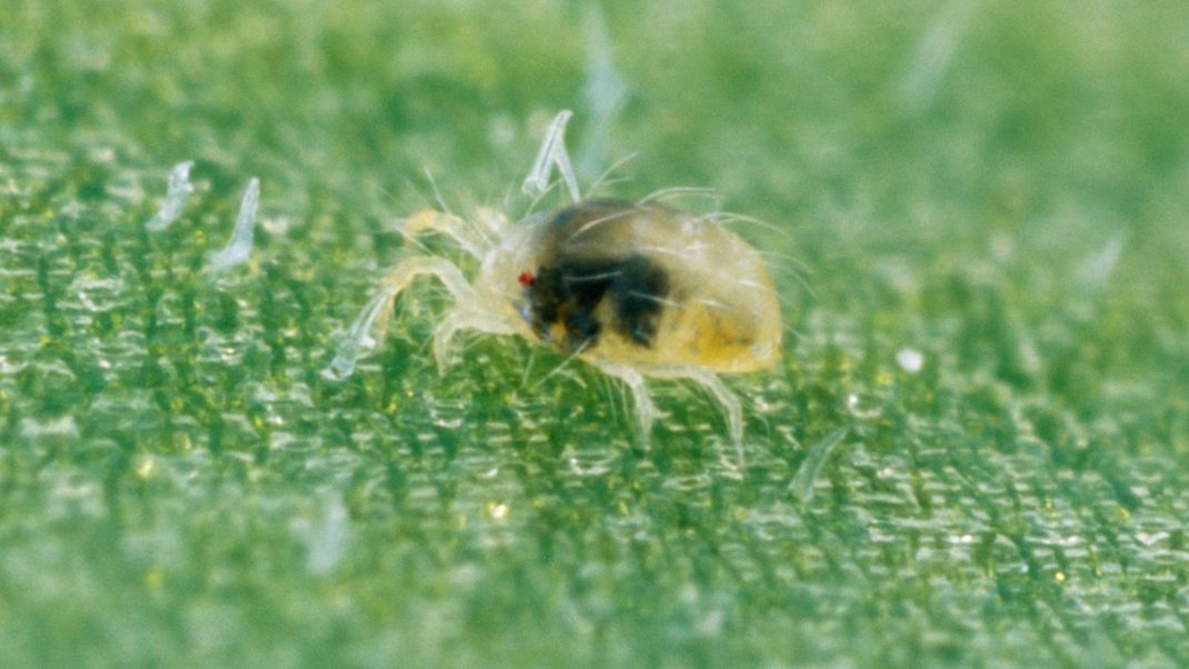 Winzig klein: Die Spinnmilbe lebt meist an der Unterseite von Blättern und ist unter einem Millimeter groß. Deshalb ist es ratsam, Zimmerpflanzen regelmäßig mit einer Lupe nach den Spinnentieren abzusuchen. Das Foto zeigt eine rote Spinnmilbe in ihrem Nymphen-Stadium. Sie ist also keine Larve mehr, sondern "Jugendliche", bevor sie endgültig erwachsen wird.