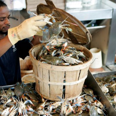 Blaukrabben sind in den USA längst eine Delikatesse