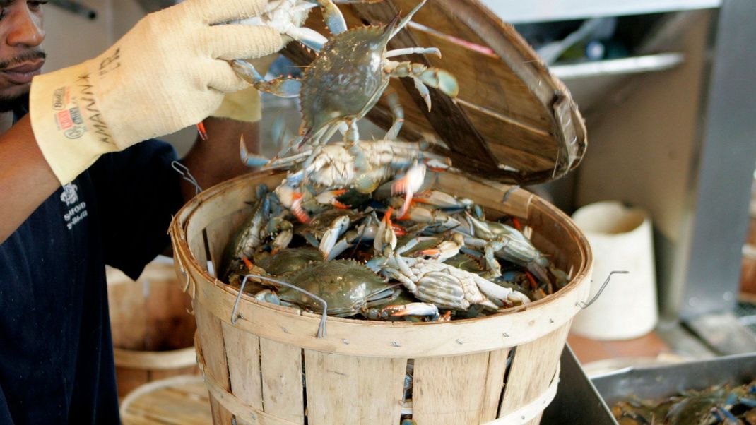 Blaukrabben - in den USA eine Delikatesse - in Italien eine riesige Plage. Denn die Schalentiere haben Heißhunger auf Muscheln. Gastronomen schlagen Alarm.