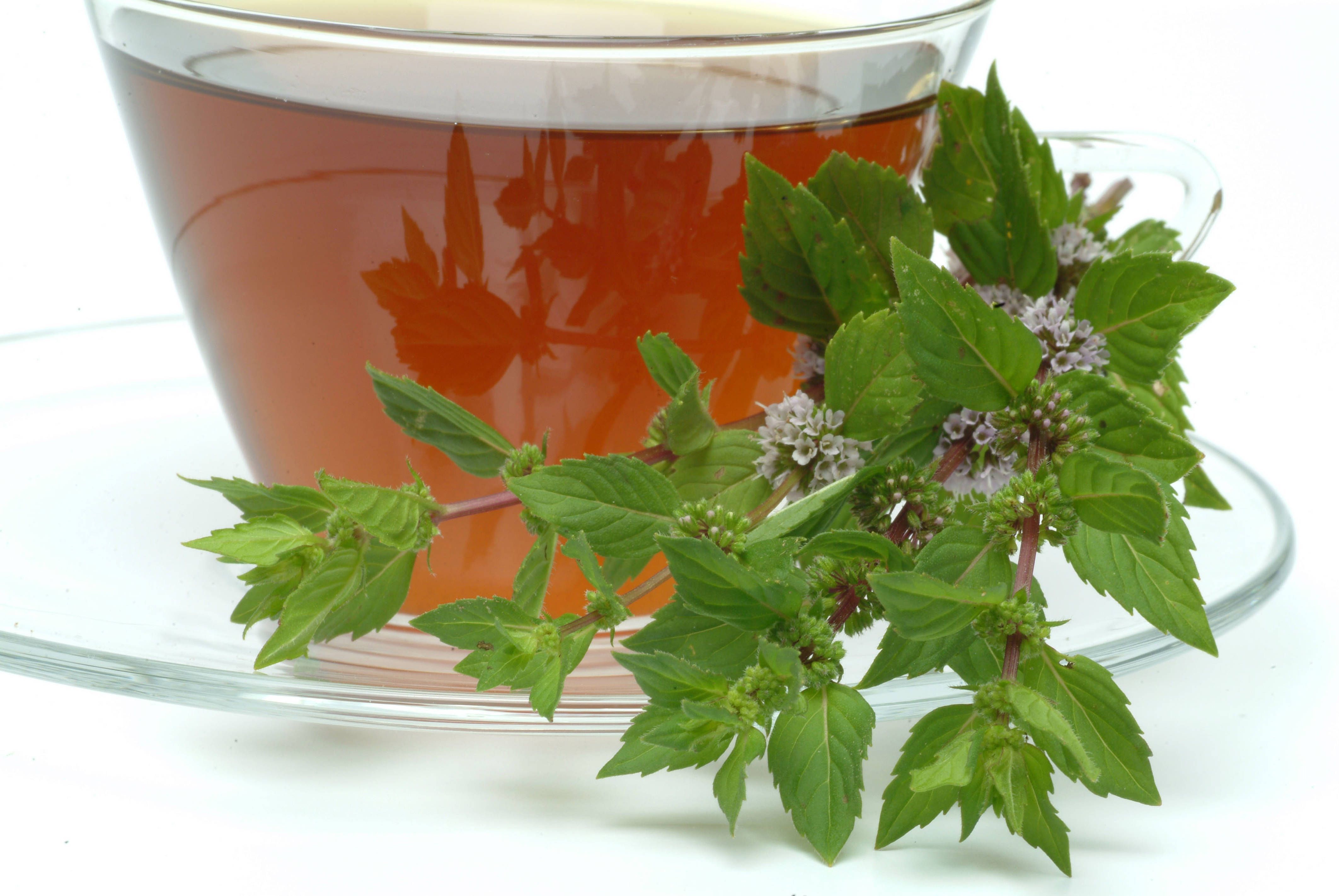 Pfefferminze: Schmeckt als Tee aufgebrüht. Ist auch eine sommerliche Erfrischung in Wasser mit Zitrone.   