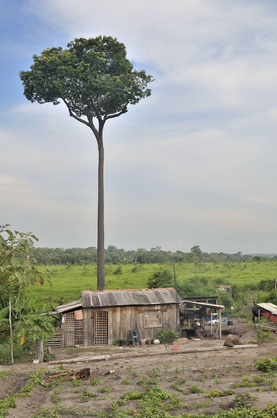 Paranussbaum. Der Baum kann bis zu 55 Meter hoch werden und kann nicht auf Plantagen kultiviert werden, da für die Bestäubung ein intaktes Ökosystem benötigt wird.