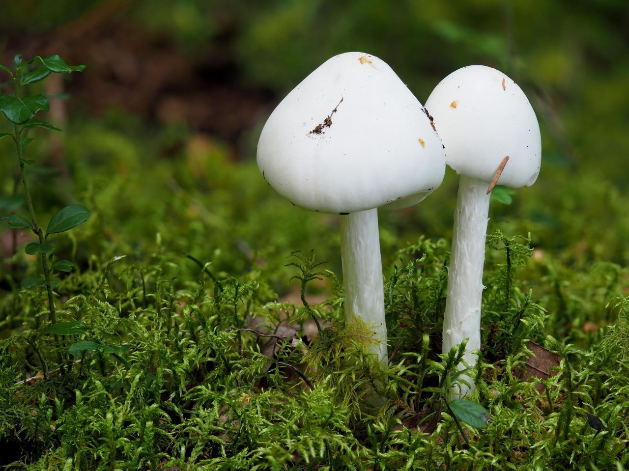 Der Kegelhütige Knollenblätterpilz ähnelt vom Aussehen her Champignons. Allerdings ist er genauso giftig wie der Grüne Knollenblätterpilz.