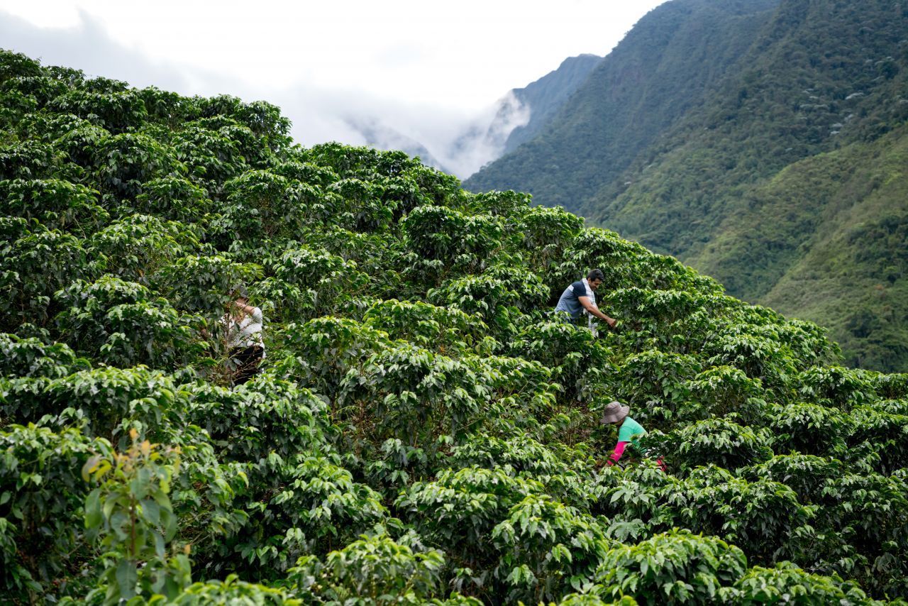 Die Kaffeepflanze ist eine echte Diva. Sie mag Wärme, viel Niederschlag, gemäßigte Sonne und gleichbleibende Temperaturen. Am besten gedeiht sie auf dem sogenannten "Kaffeegürtel", in Äquatornähe. Mittel- und Südamerika, Zentralafrika, Indien, Indonesien und Vietnam sind die bedeutendsten Anbauregionen des Kaffees.