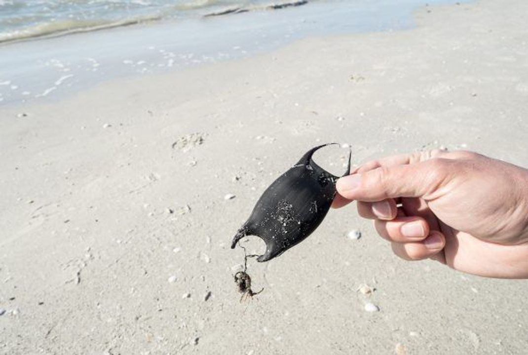 Strandfundstück: Die Eikapsel eines Rochens