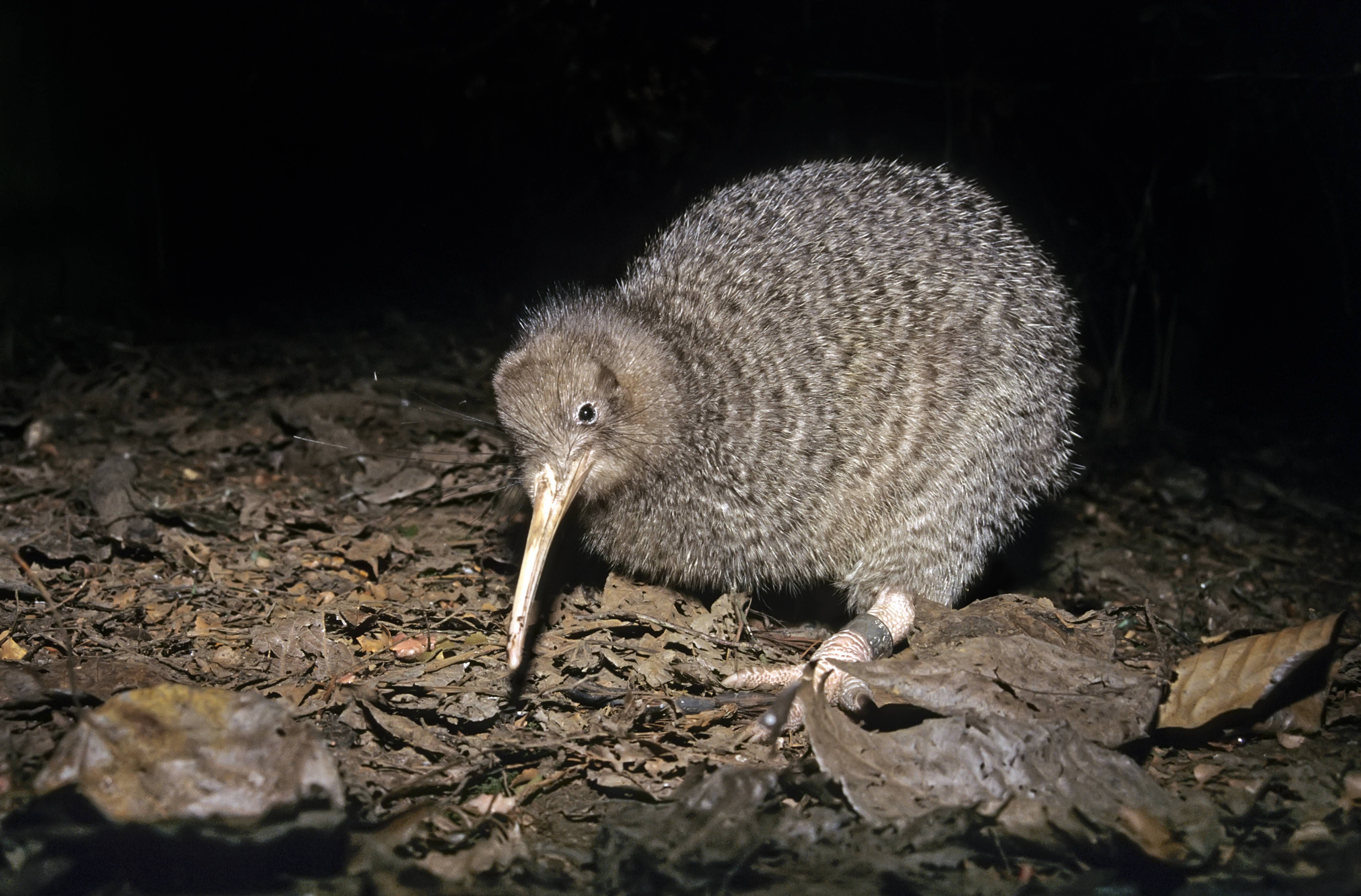 Der Zwergkiwi oder Kleine Fleckenkiwi ist mit bis zu 45 Zentimetern Länge der kleinste Kiwi - und der seltenste. Auf der Nord- und Südinsel Neuseelands wurde er schon ausgerottet.